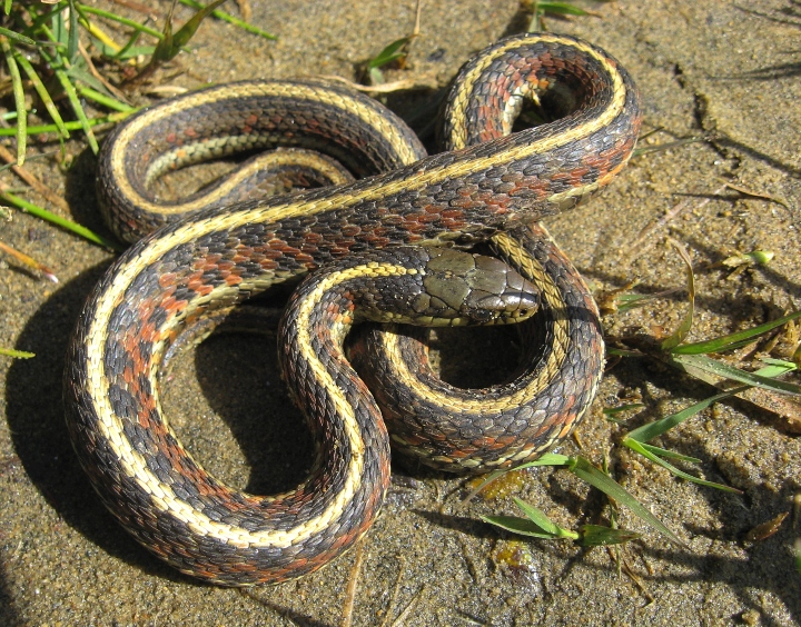 Coast Garter Snake